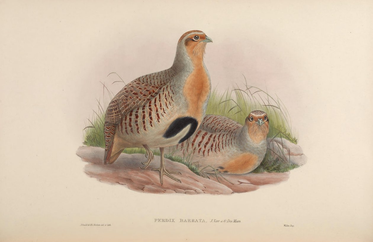 Perdix barbata = Perdix dauurica 作： ジョン・グールド