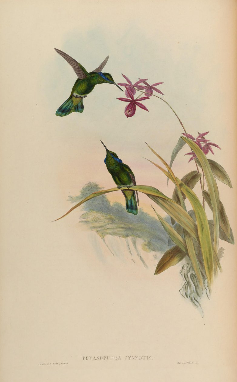 Petasophora cyanotus = Colibri thalassinus cyanotus 作： ジョン・グールド