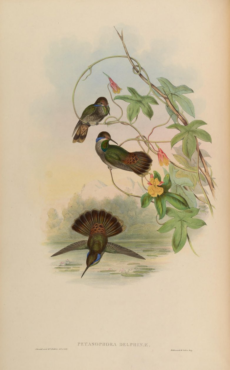 Petasophora delphinae = Colibri delphinae 作： ジョン・グールド