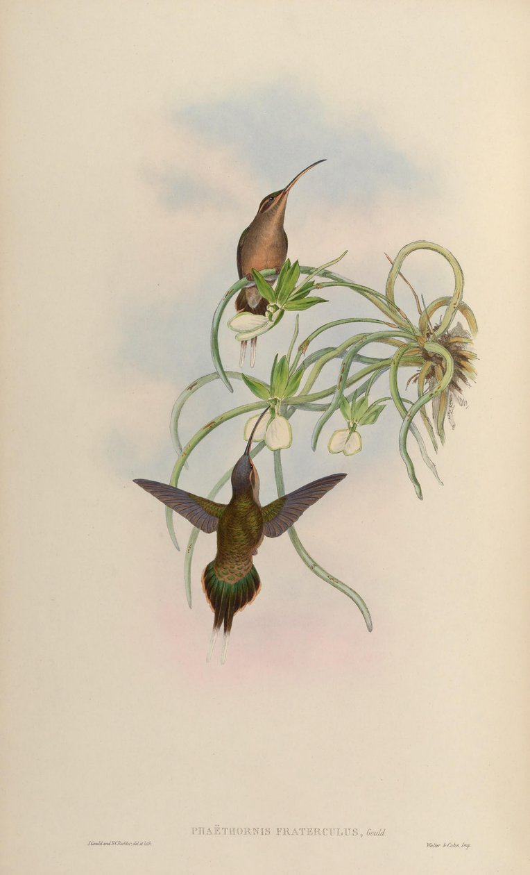 Phaethornis fraterculus = Phaethornis superciliosus superciliosus 作： ジョン・グールド