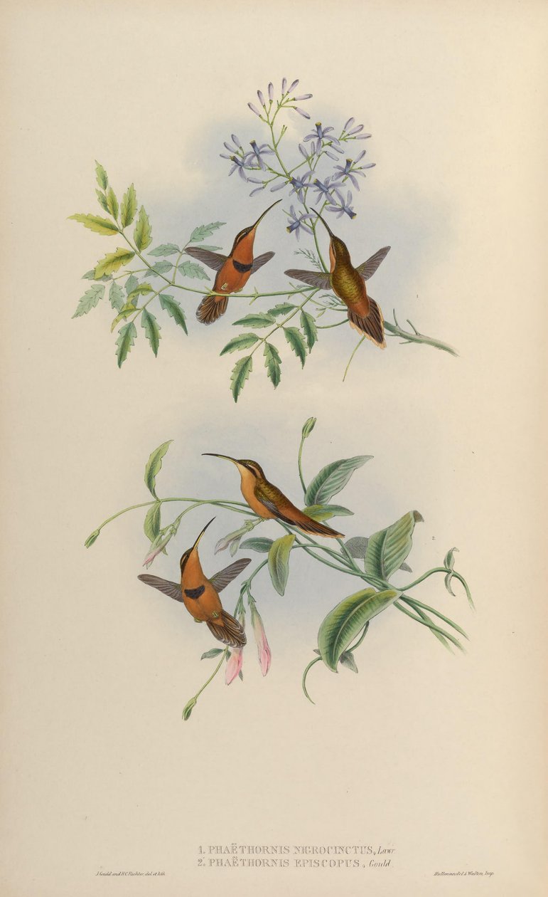 Phaethornis nigricinctus = Phaethornis ruber nigricinctus 作： ジョン・グールド
