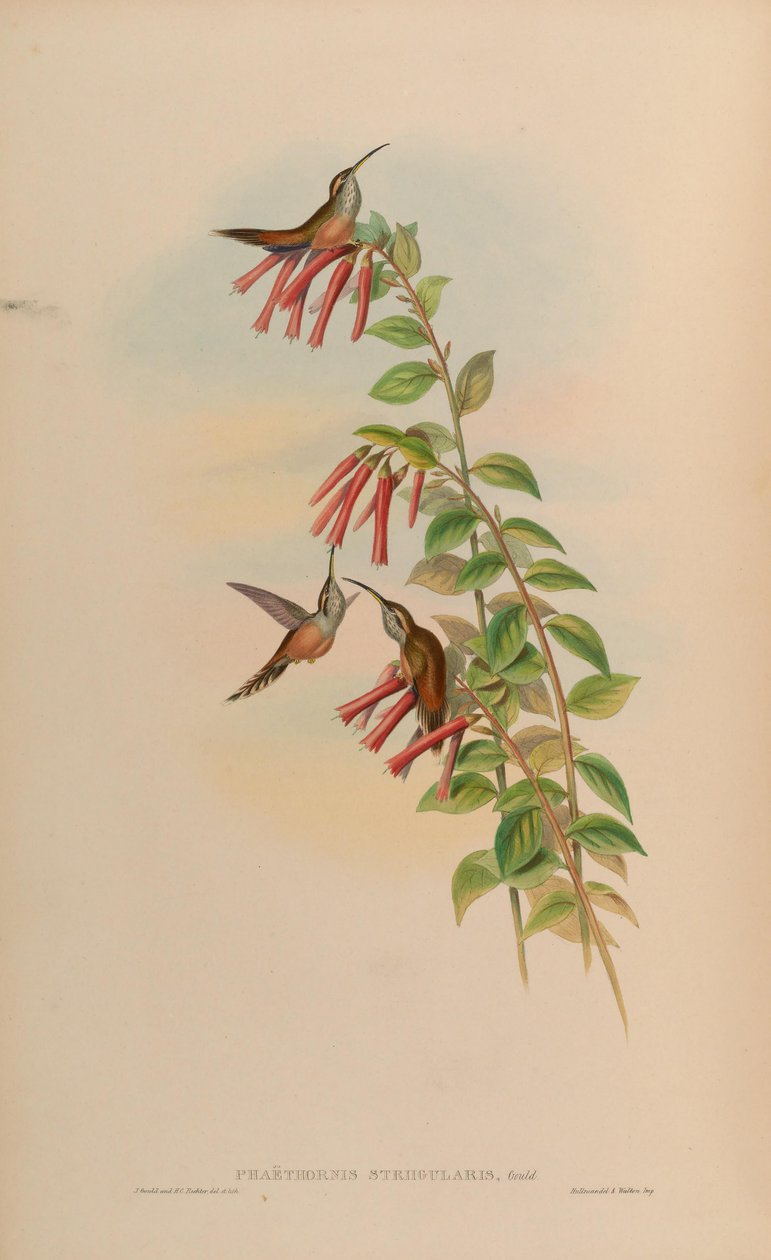 Phaethornis striigularis 作： ジョン・グールド