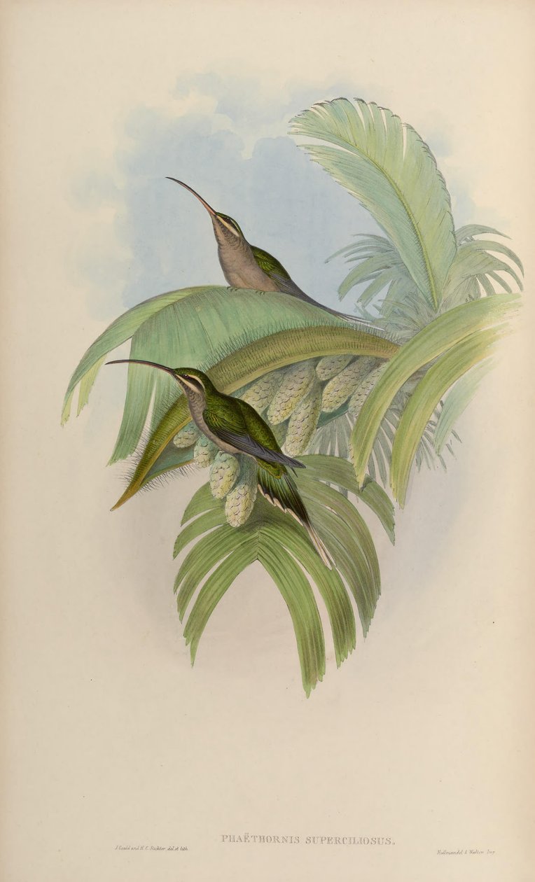 Phaethornis superciliosus 作： ジョン・グールド