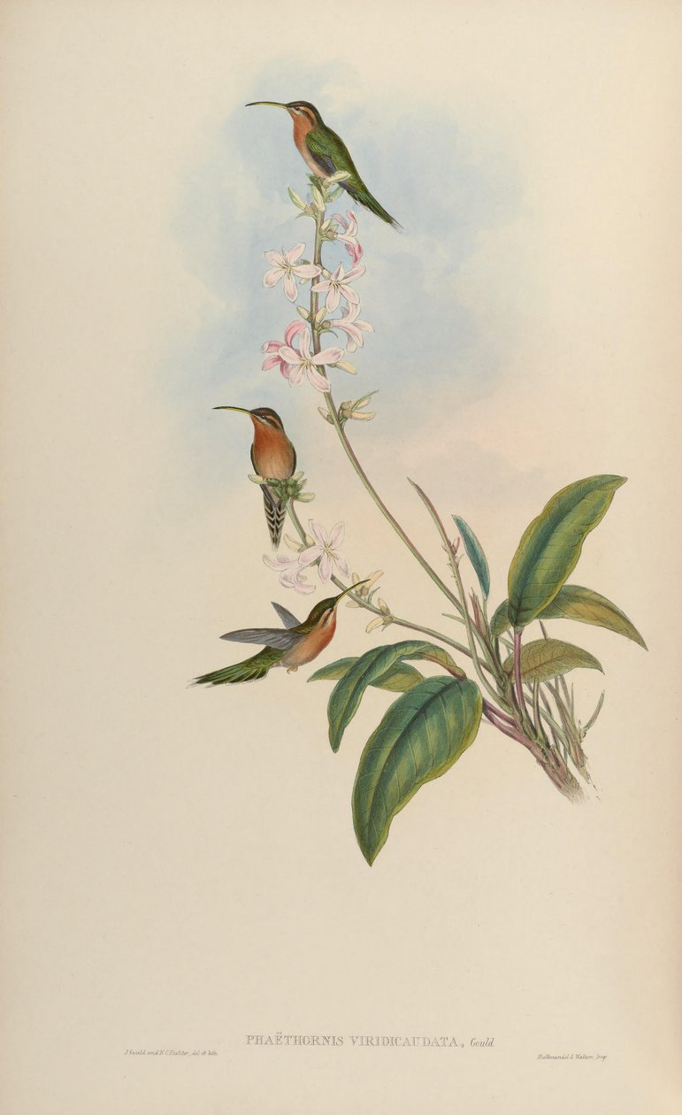 Viridicaudata = Phaethornis Phaethornis idaliae 作： ジョン・グールド