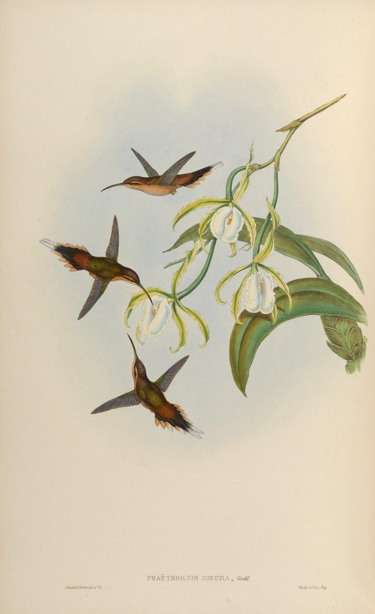 Phaethornis zonura = Phaethornis griseogularis zonura 作： ジョン・グールド