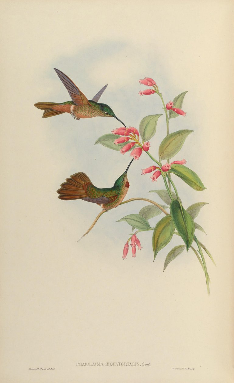 ファイオラエマ赤道赤道= Heliodoxa rubinoides 作： ジョン・グールド
