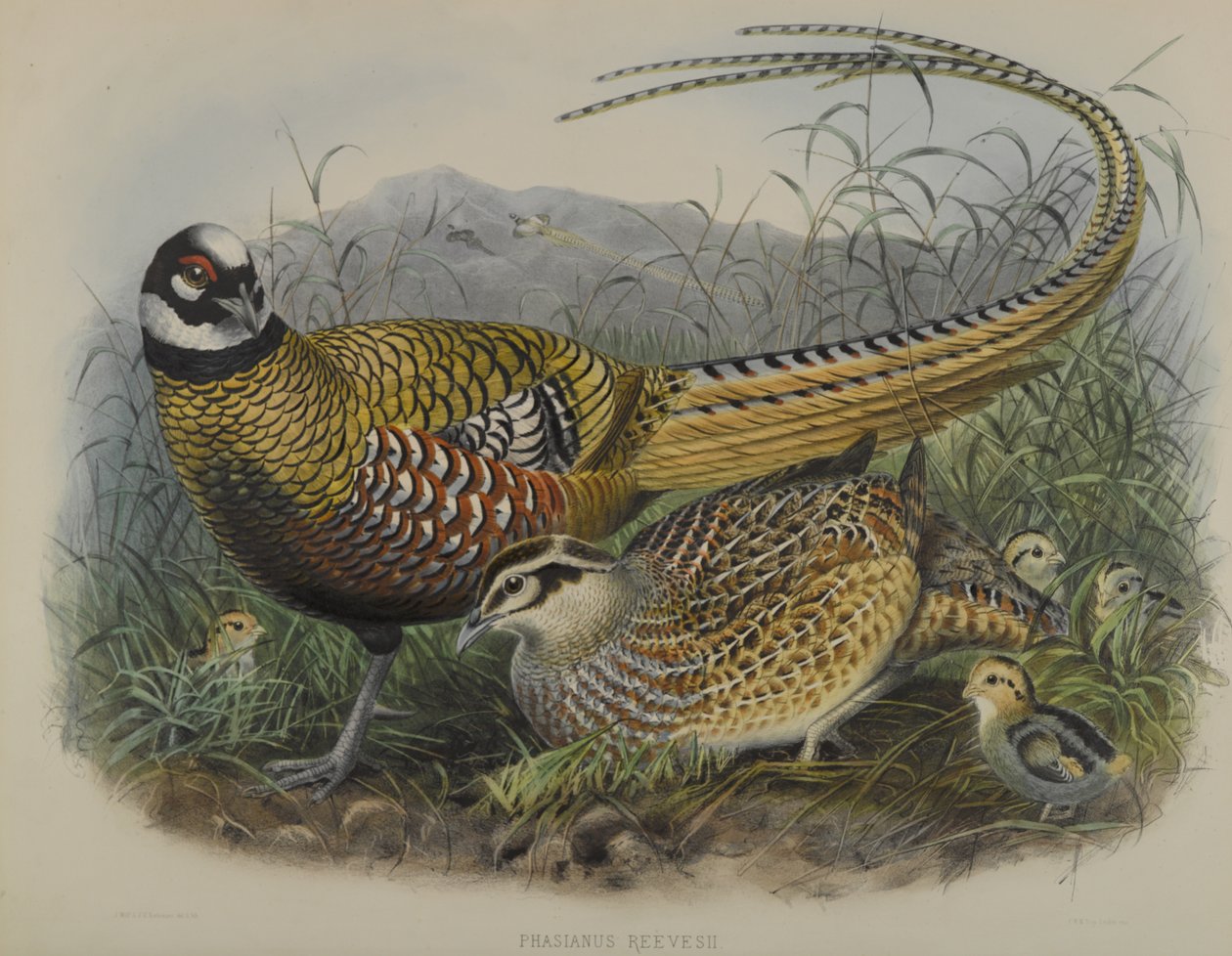Phasianus Reevesii：キジキタドリ 作： ジョセフ・スミット