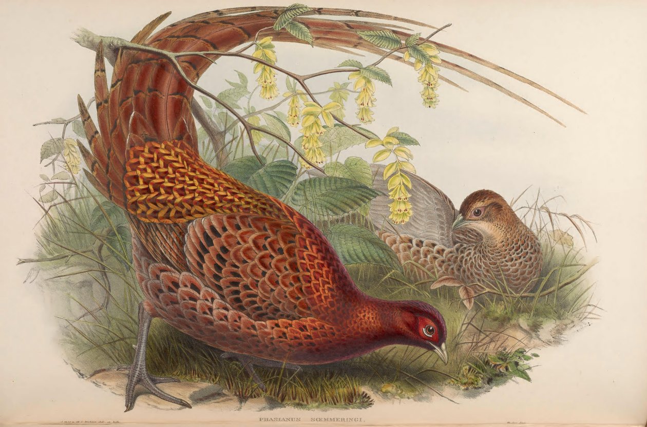 Phasianus soemmeringii = Syrmaticus soemmerringii 作： ジョン・グールド