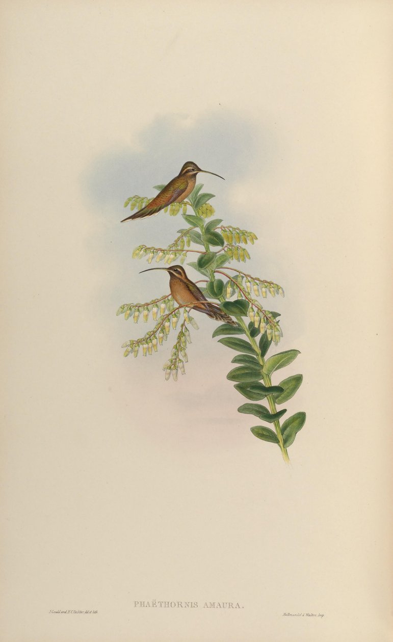 Phaëthornisamaura = Phaethornis striigularis striigularis 作： ジョン・グールド