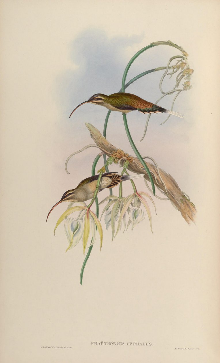 Phaëthorniscephalus = Phaethornis longirostris longirostris 作： ジョン・グールド