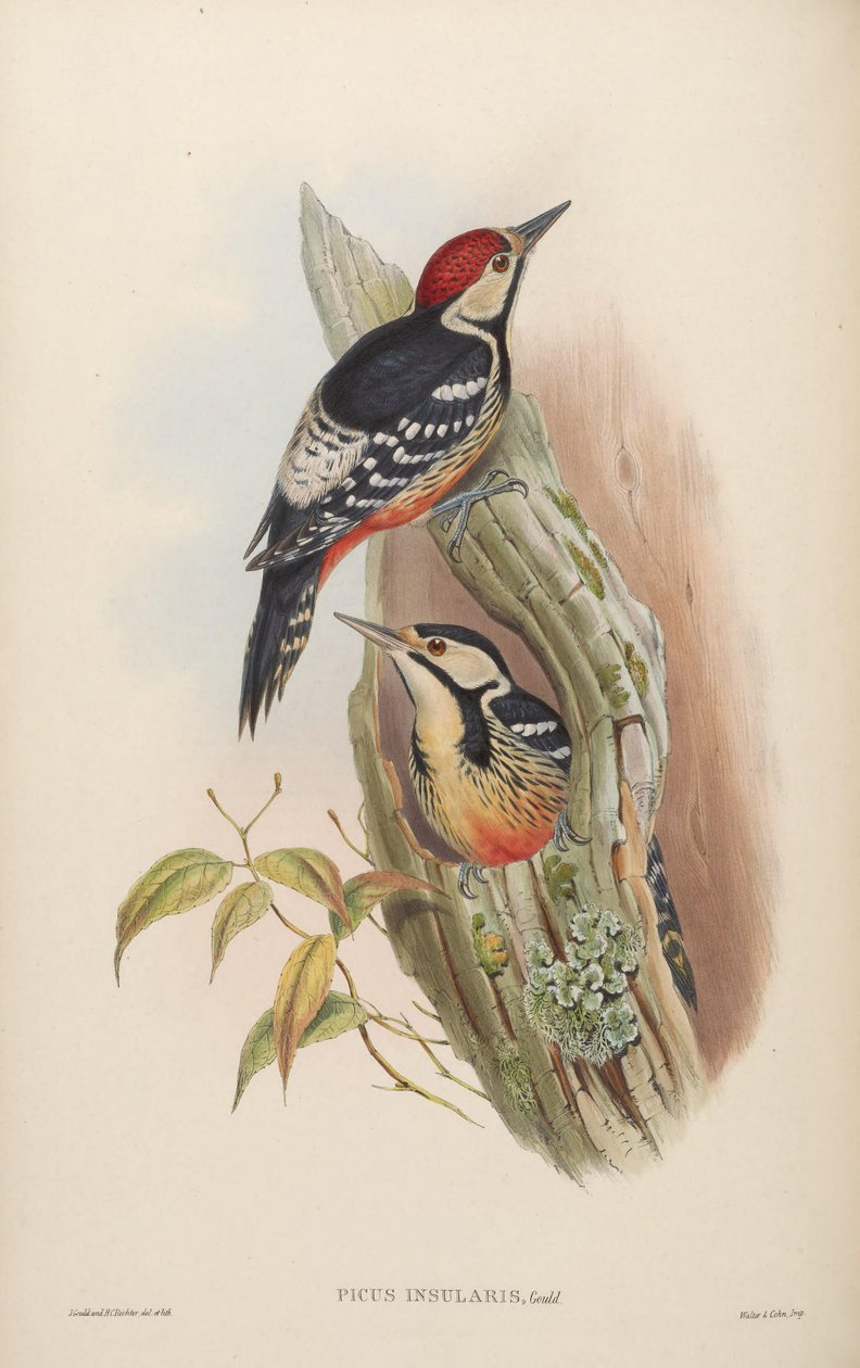 Picus insularisグールド、1863 = Dendrocopos leucotos insularis。台湾 作： ジョン・グールド