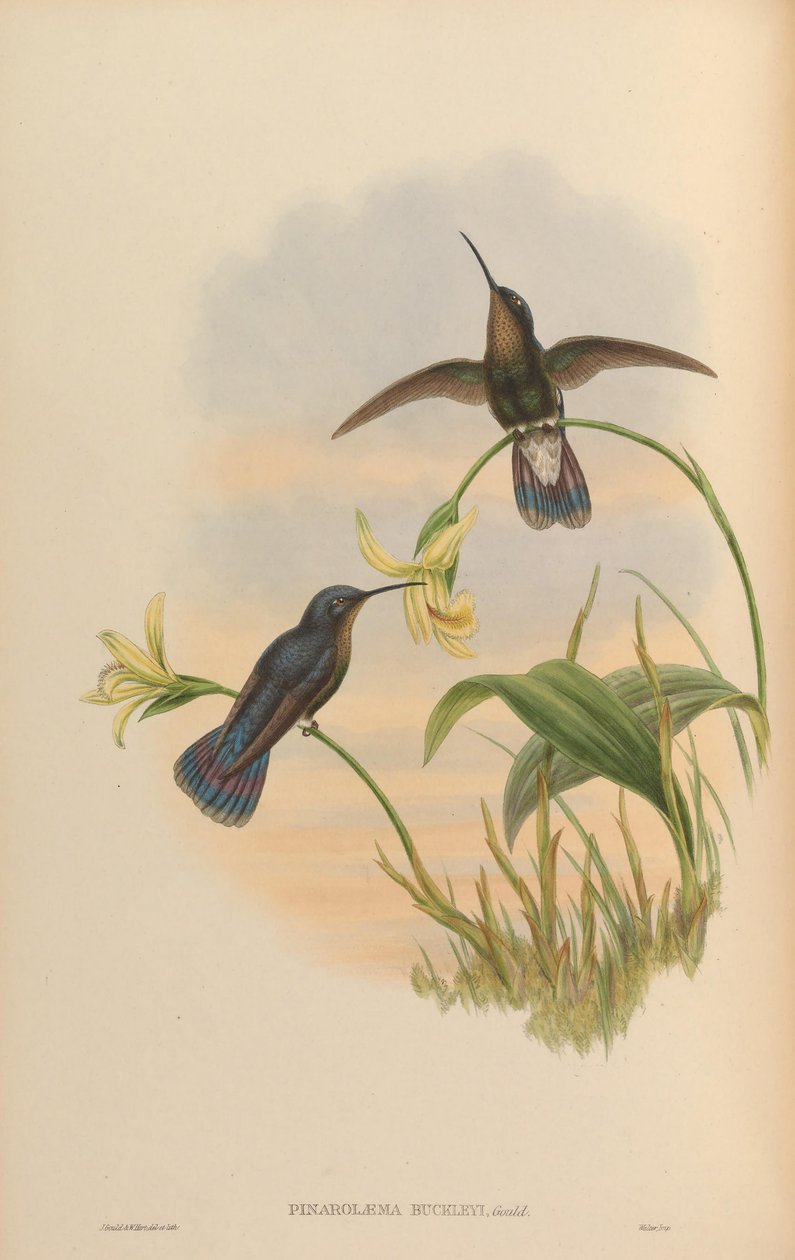 Pinarolaema buckleyi =点滅、点滅Caemmun 作： ジョン・グールド