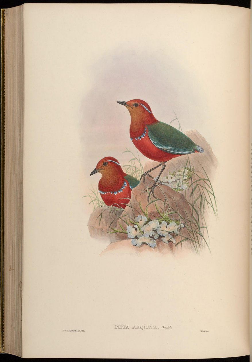 Pitta arquata = Erythropitta arquata 作： ジョン・グールド
