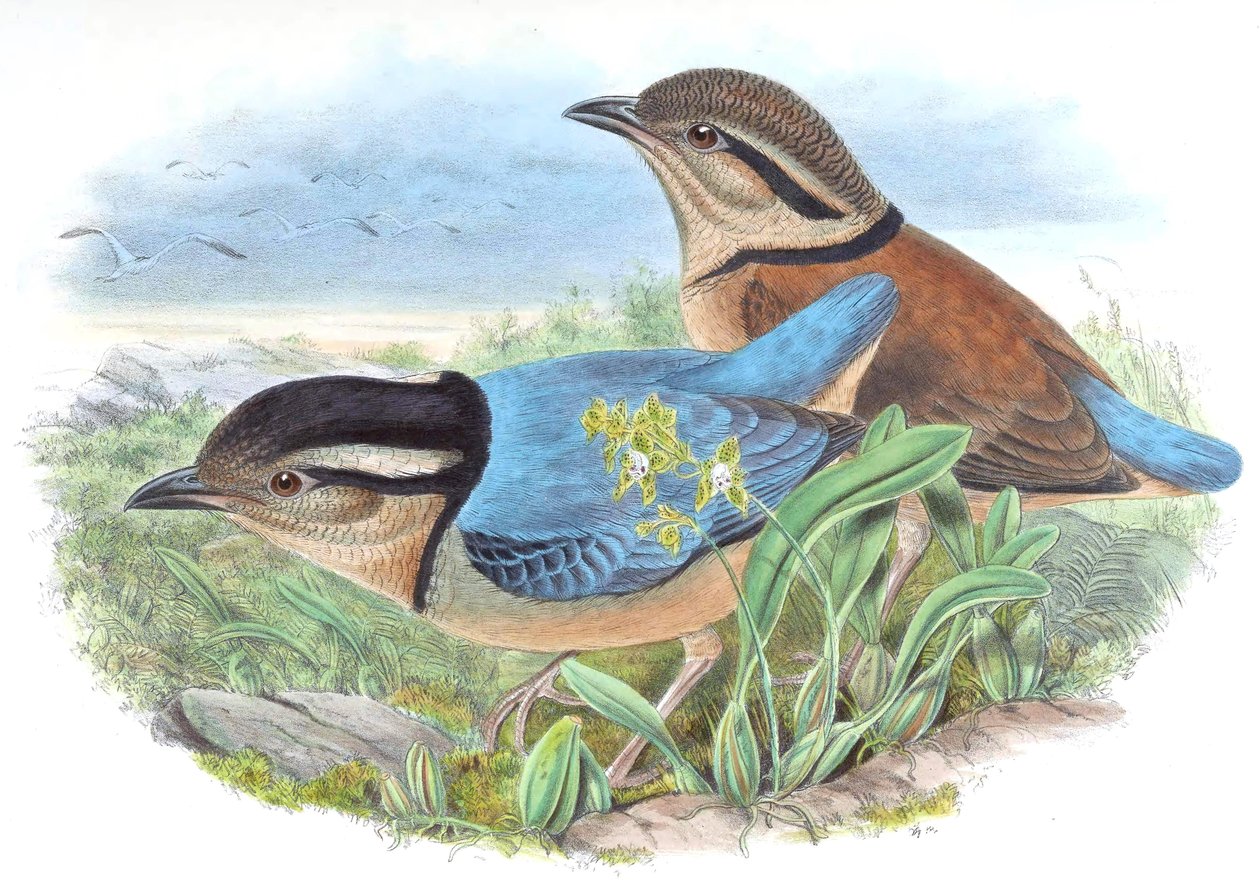Pitta caerulea = Hydrornis caeruleus 作： ジョン・グールド