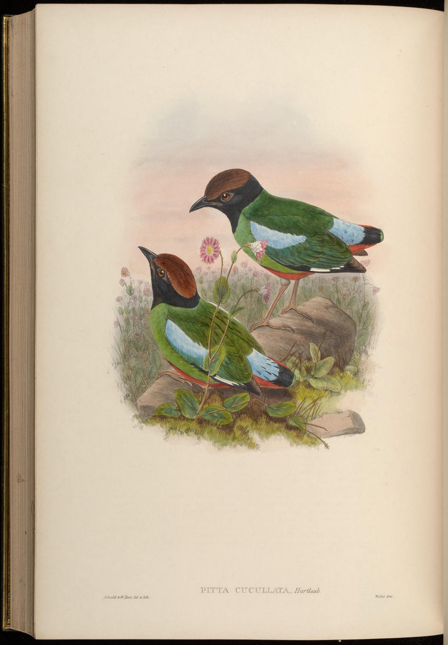 Pitta cucullata = Pitta sordida cucullata 作： ジョン・グールド