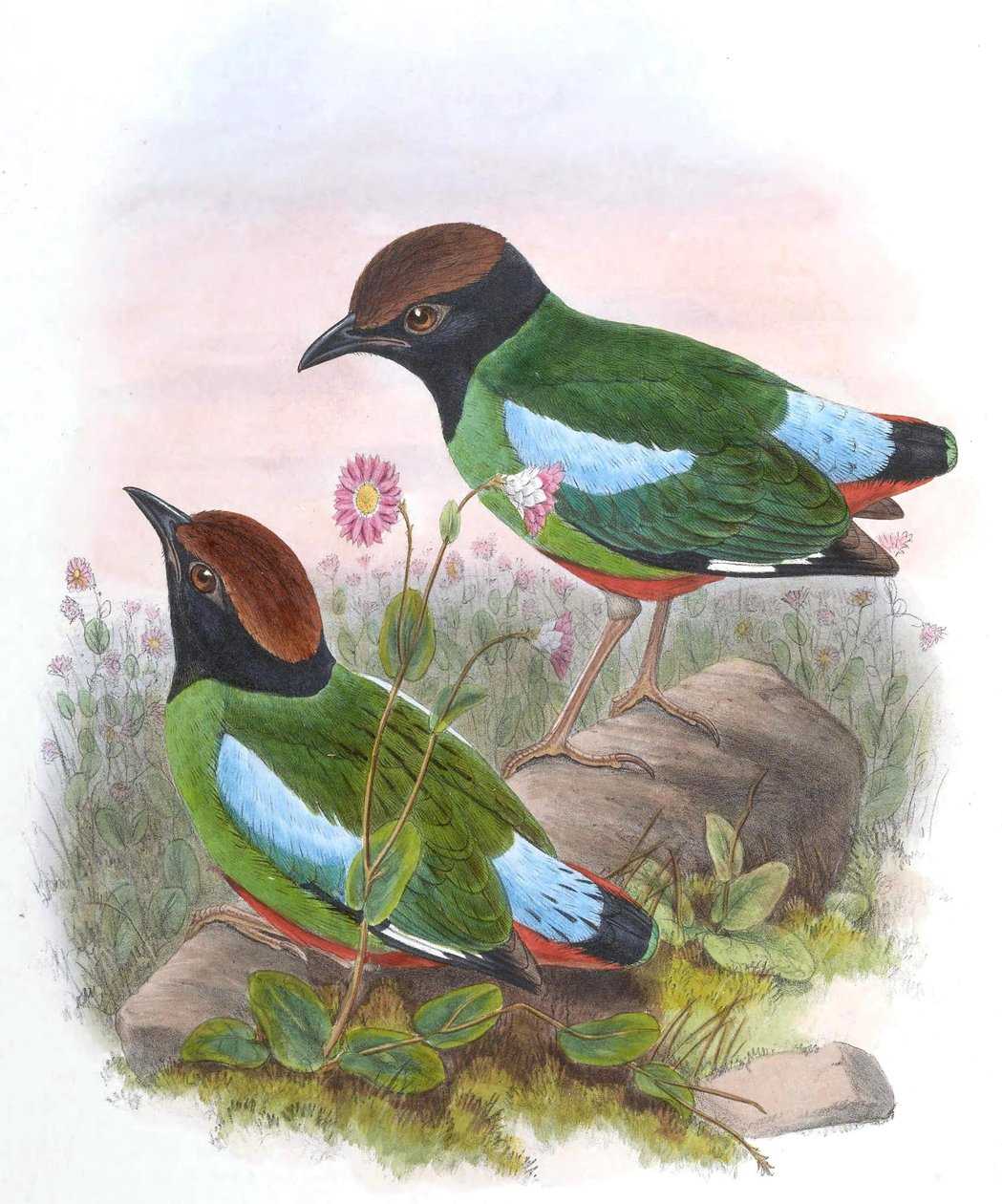Pitta cucullata = Pitta sordida cucullata 作： ジョン・グールド