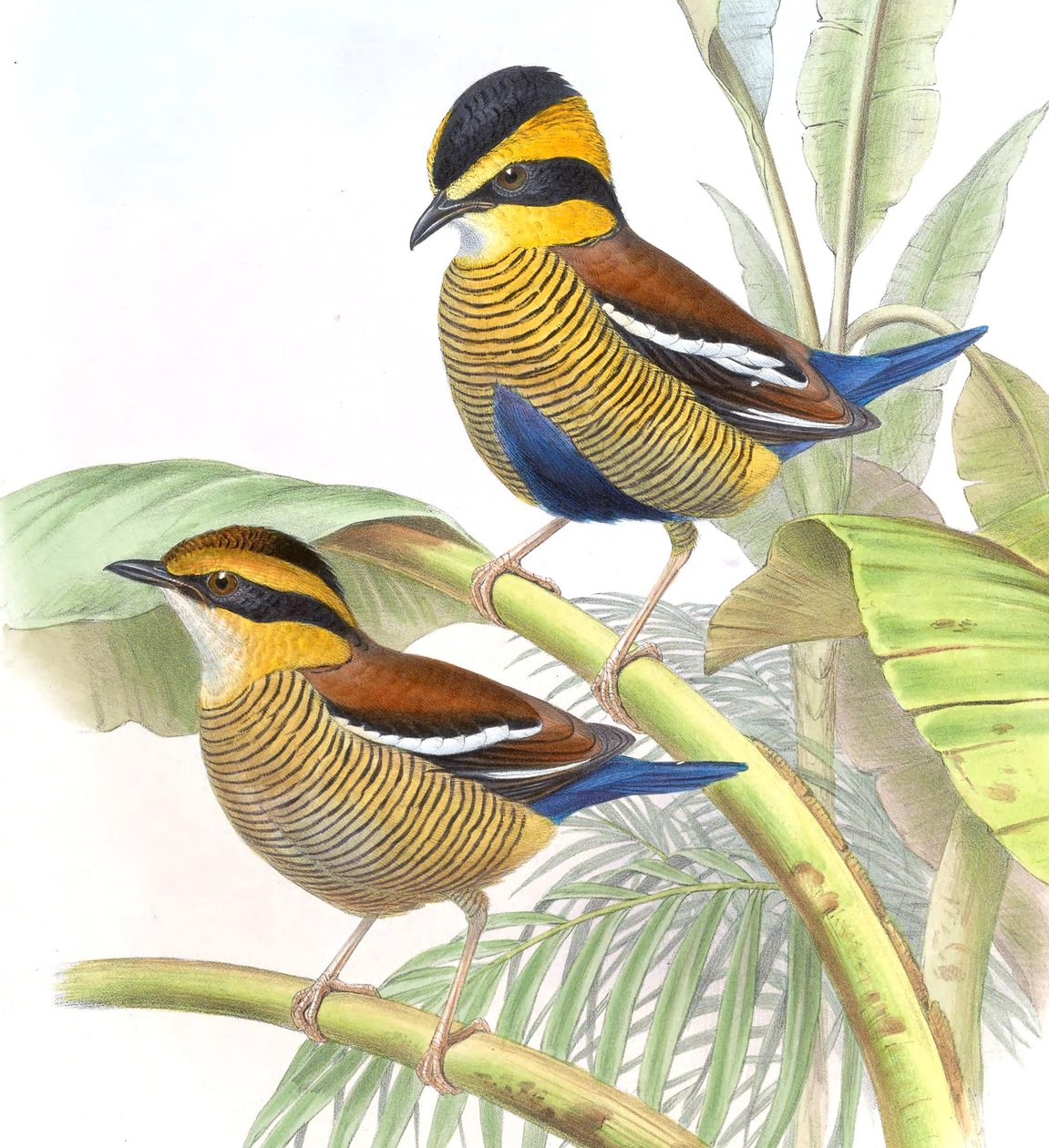 Pitta schwaneri = Hydrornis schwaneri 作： ジョン・グールド