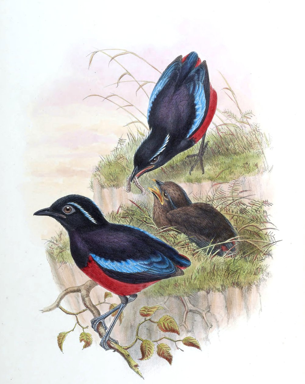Pitta ussheri = Erythropitta ussheri 作： ジョン・グールド