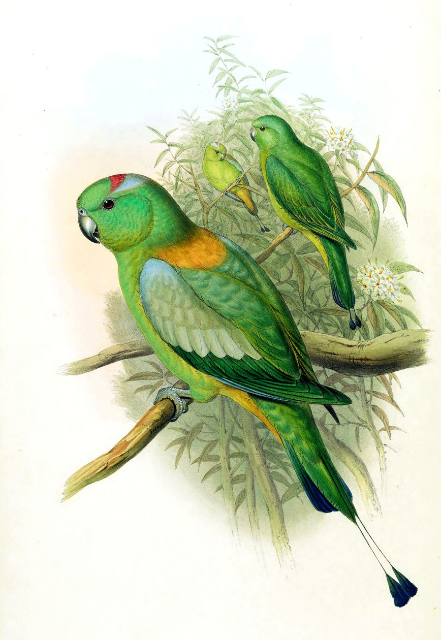 Prioniturus setarius = Prioniturus platurus 作： ジョン・グールド