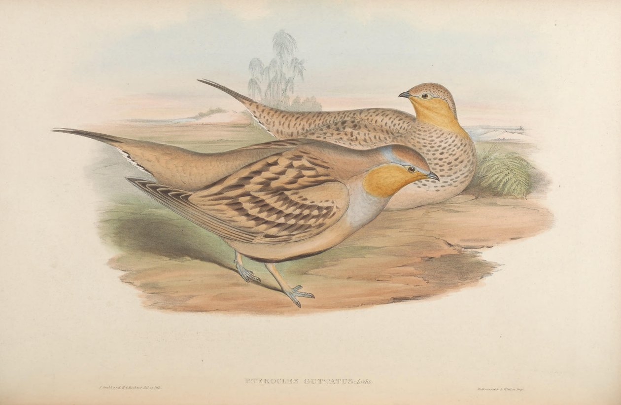 Pterocles guttatus = Pterocles senegallus 作： ジョン・グールド