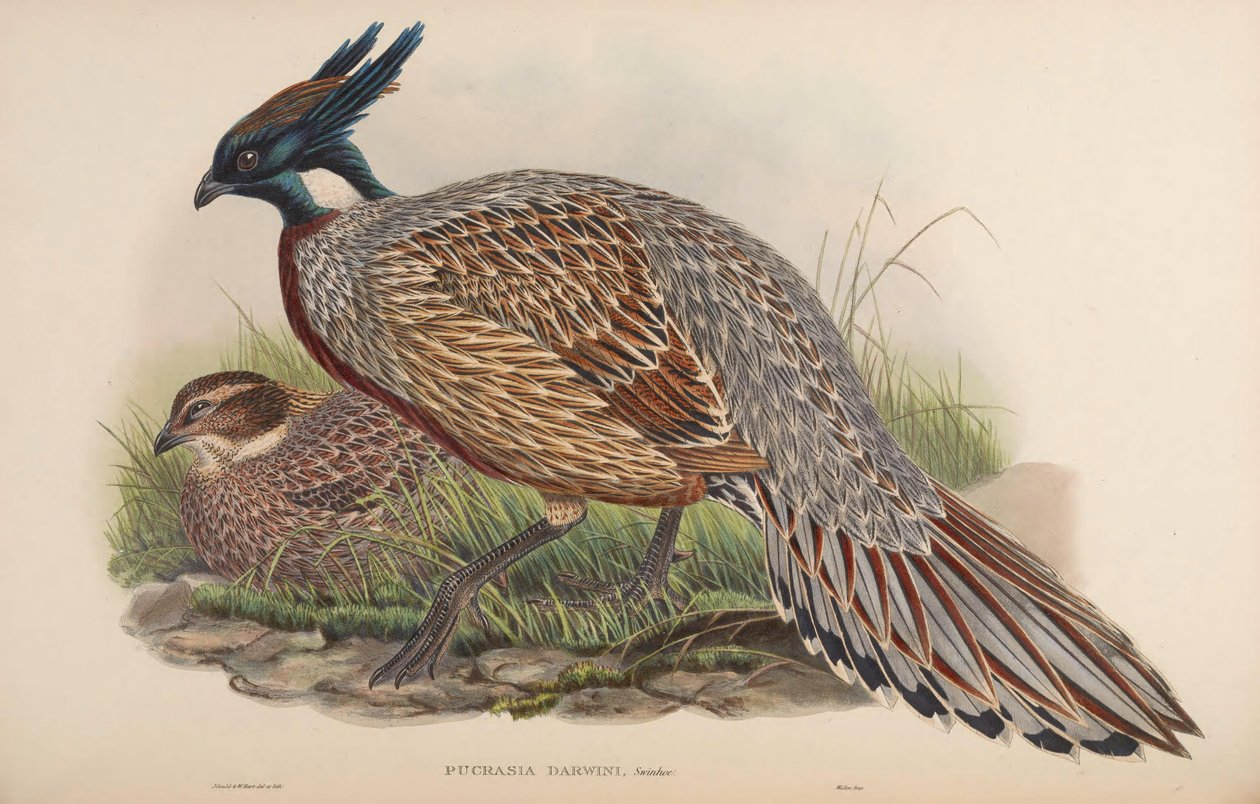 Pucrasia darwini = Pucrasia macrolopha darwini 作： ジョン・グールド