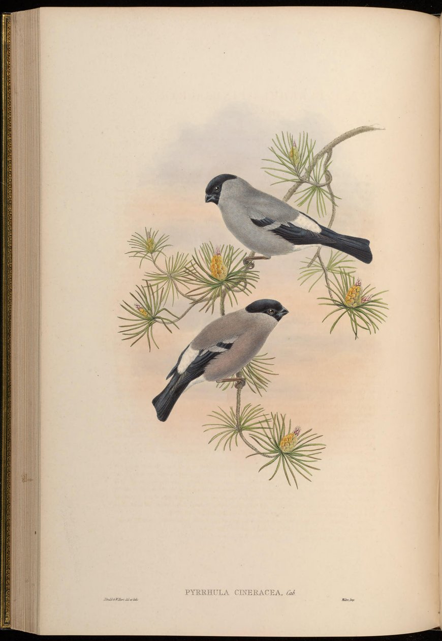 Pyrrhula cineracea = Pyrrhula pyrrhula cineracea 作： ジョン・グールド