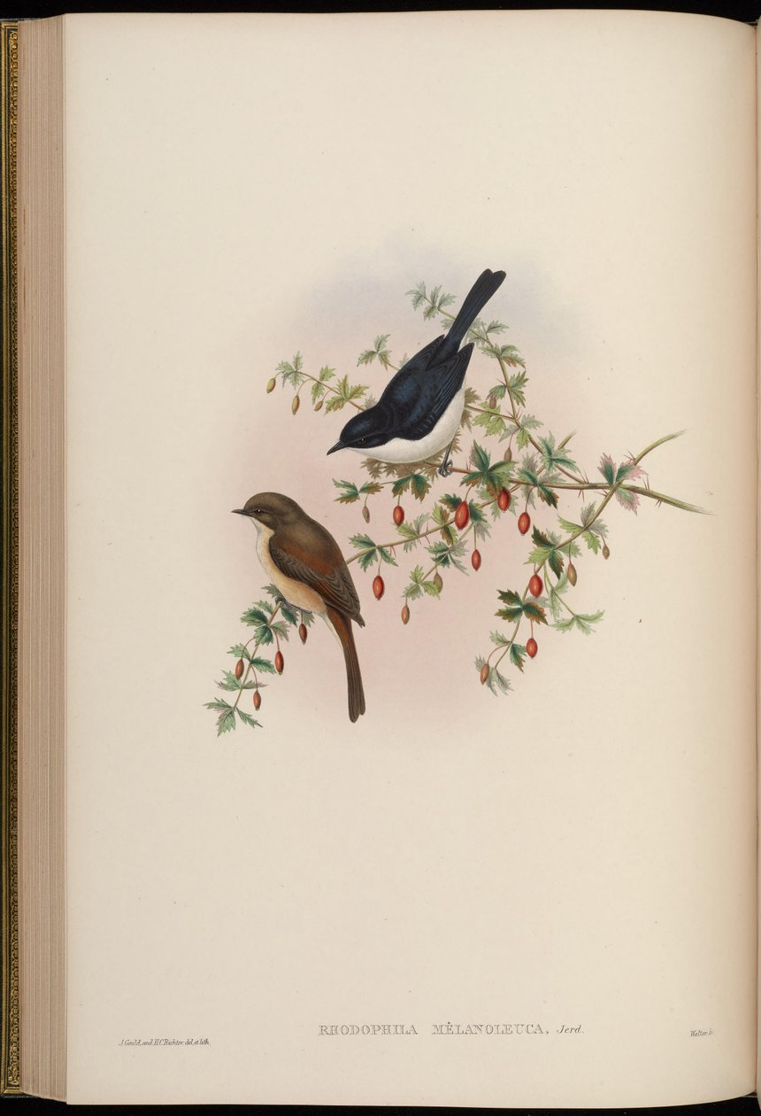 Rhodophila melanoleuca = Saxicola jerdoni ref 作： ジョン・グールド