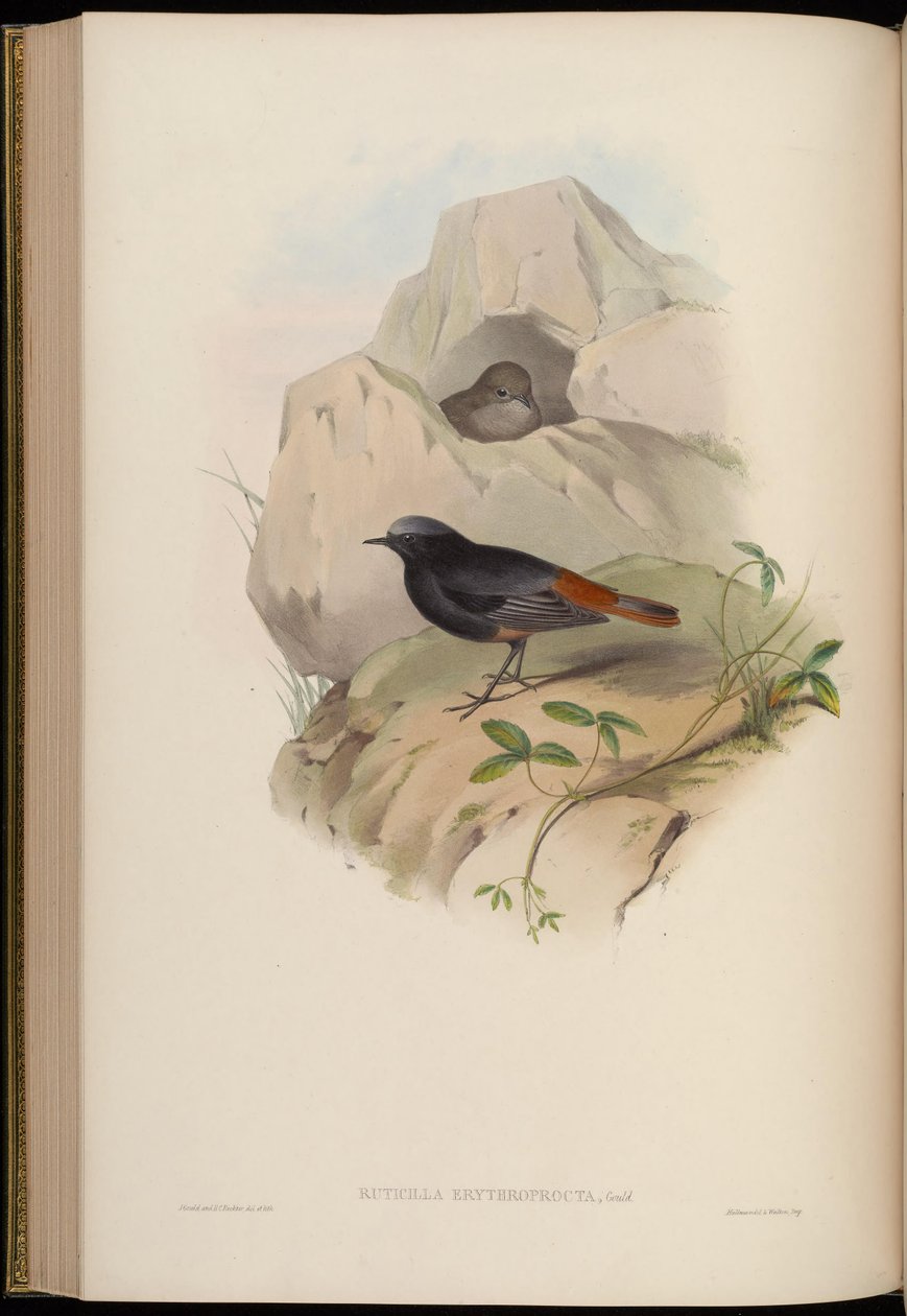 Ruticilla erythroprocta = Phoenicurus ochruros 作： ジョン・グールド