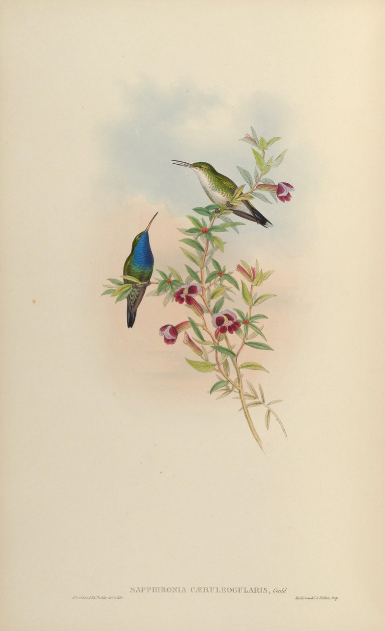 Sapphironia caeruleogularis = Lepidopyga caeruleogularis 作： ジョン・グールド