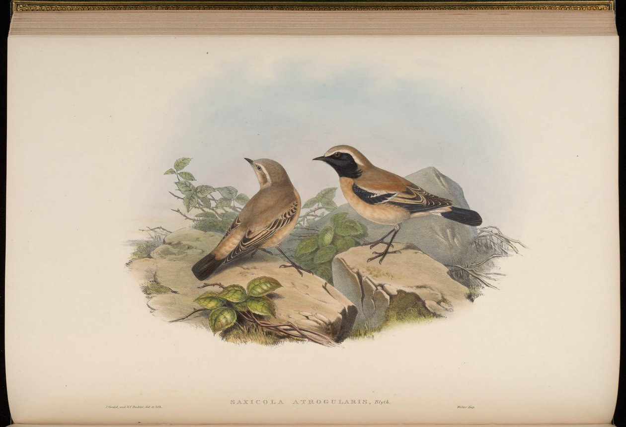 Saxicola atrogularis = Oenanthe deserti 作： ジョン・グールド