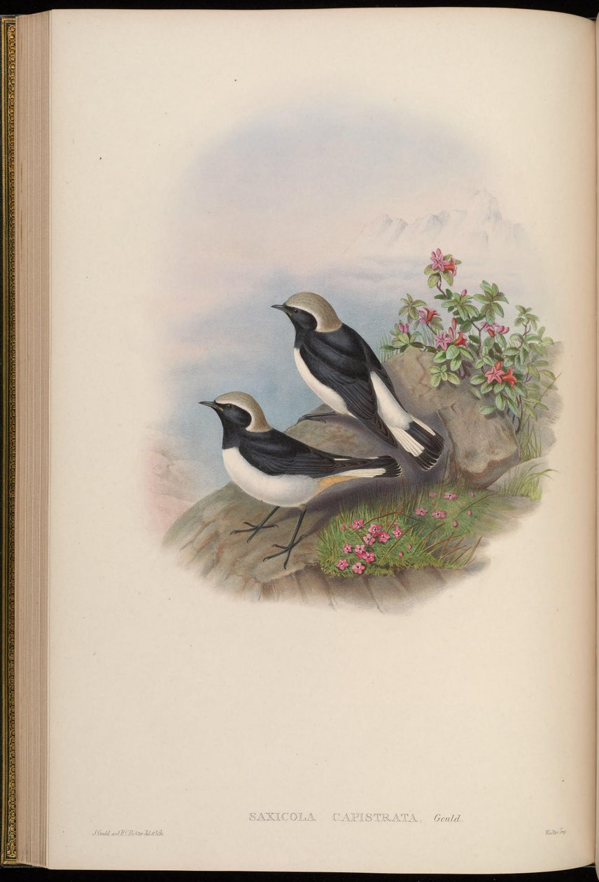 Saxicola capistrata = Oenanthe picata capistrata 作： ジョン・グールド