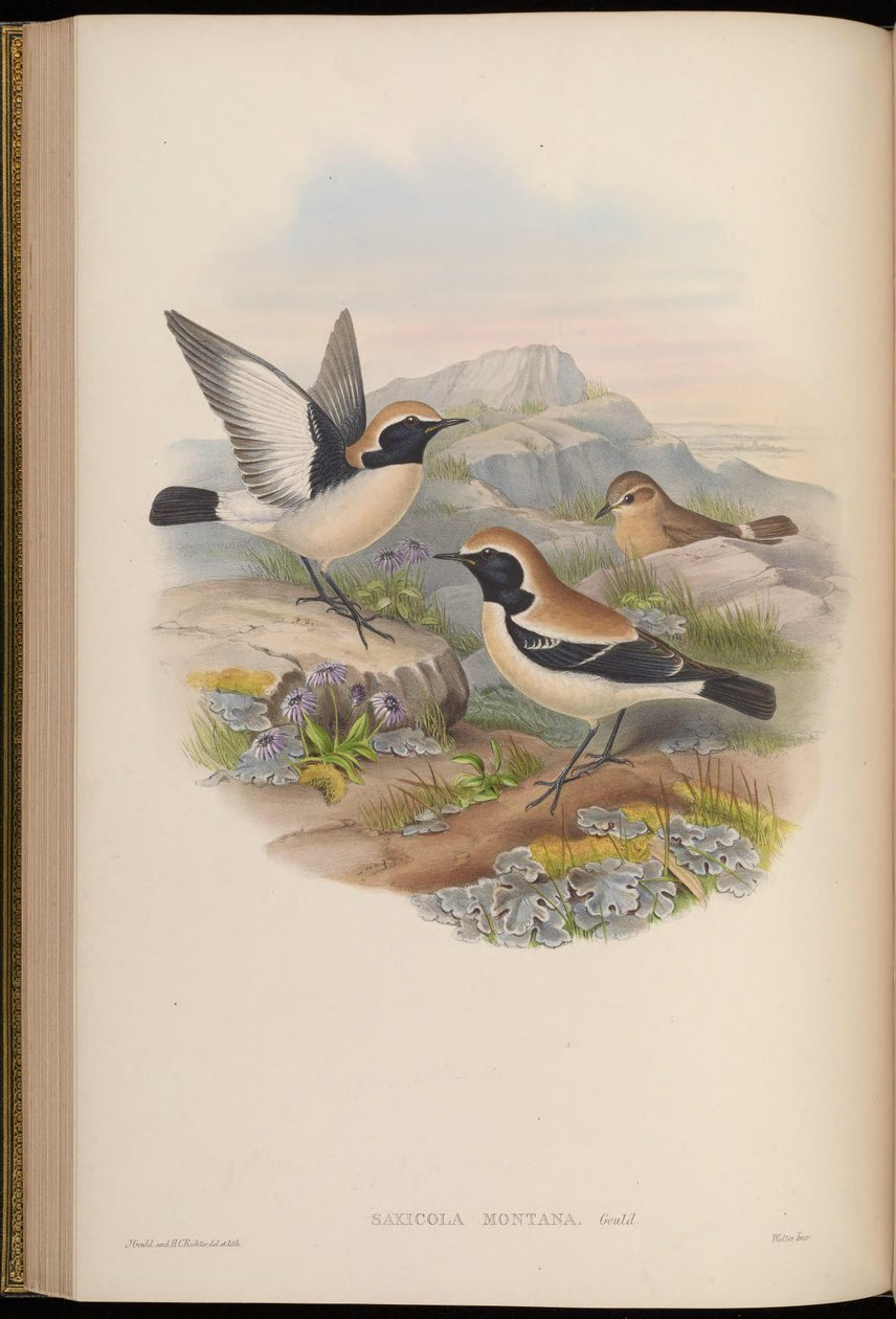 Saxicola montana = Oenanthe deserti 作： ジョン・グールド