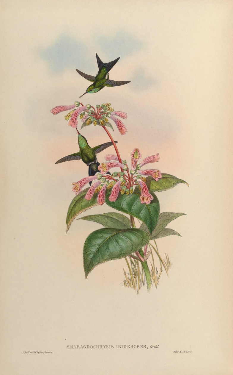 Smaragdochrysis iridescens = Chlorostilbon aureoventris X Calliphlox amethystina 作： ジョン・グールド