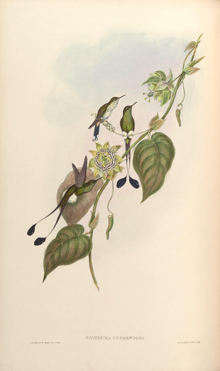 Spathura underwoodi = Ocreatus underwoodii melanantherus 作： ジョン・グールド