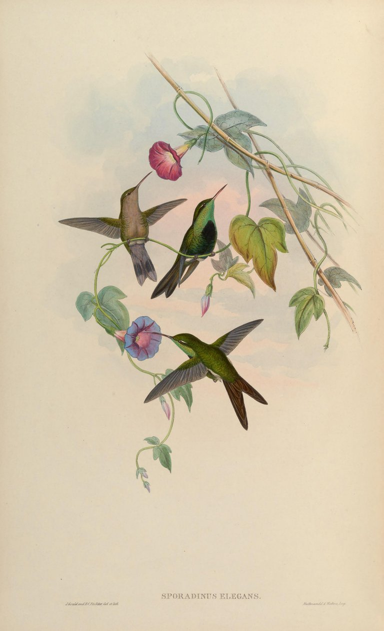 Sporadinus elegans = Chlorostilbon swainsonii 作： ジョン・グールド