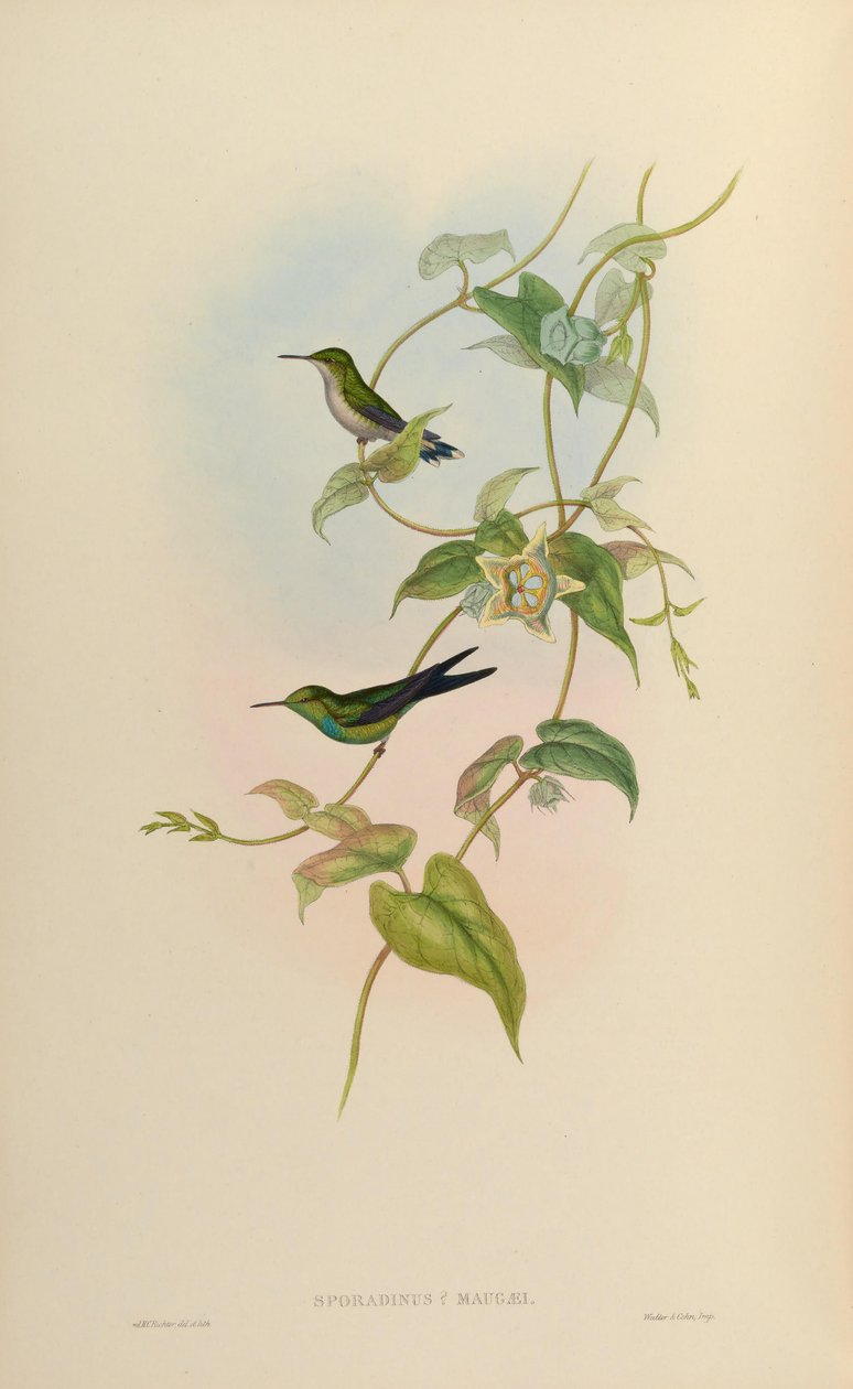 Sporadinus maugaei = Chlorostilbon maugaeus 作： ジョン・グールド