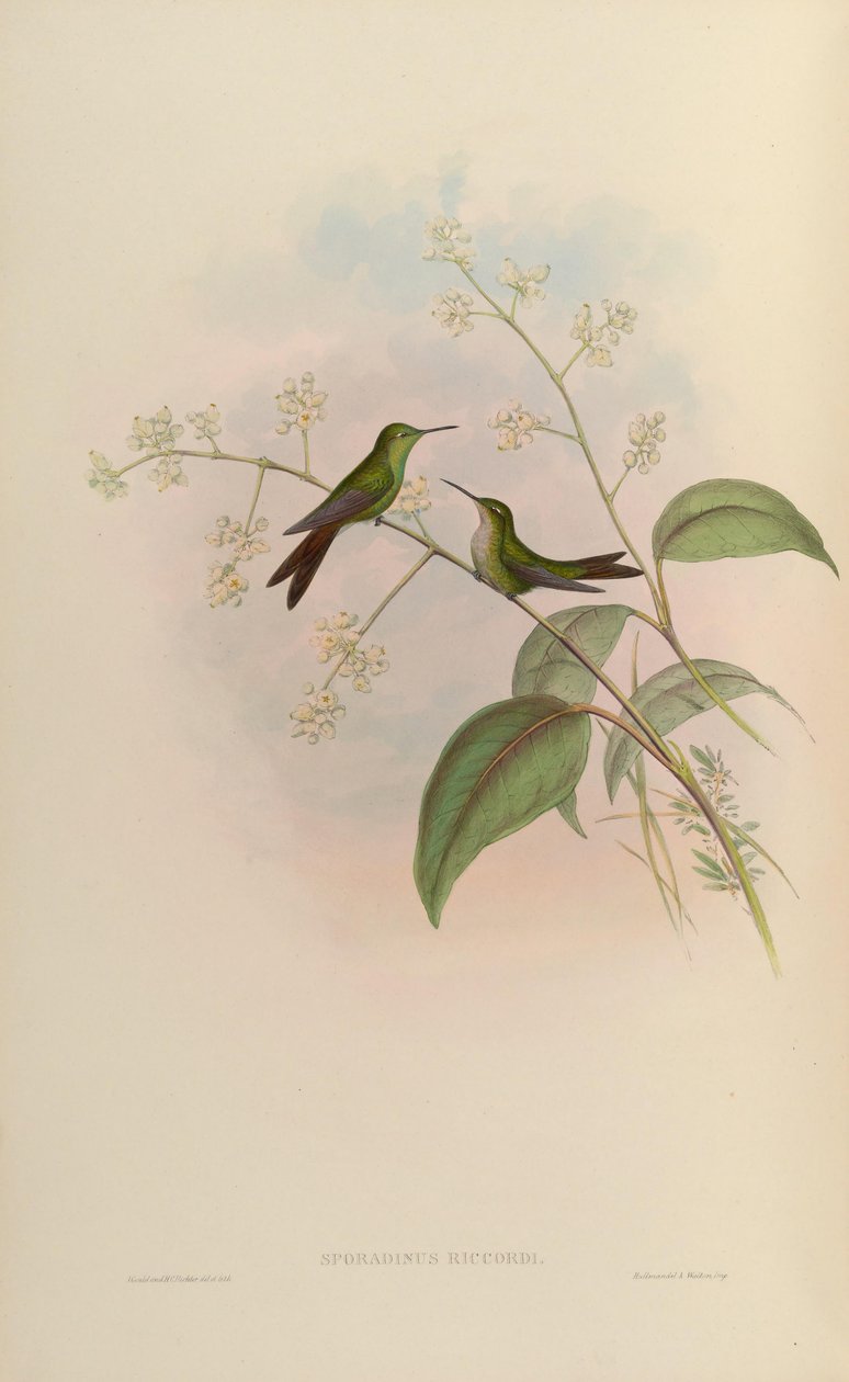 Sporadinus riccordii = Chlorostilbon riccordii 作： ジョン・グールド