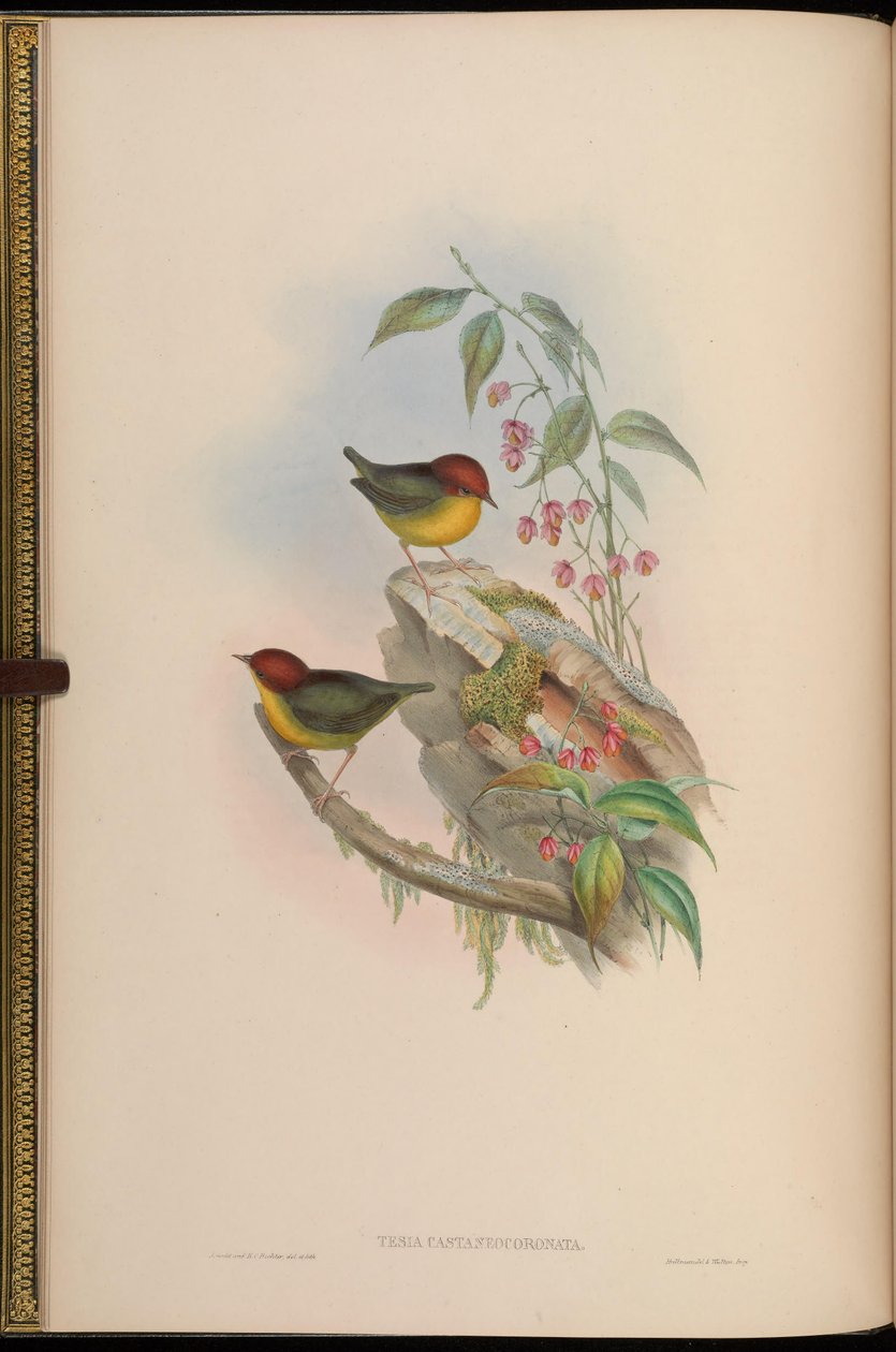 論文castaneocoronata = Cettia castaneocoronata 作： ジョン・グールド