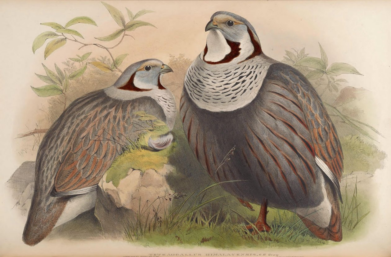 Tetraogallus himalayensis 作： ジョン・グールド
