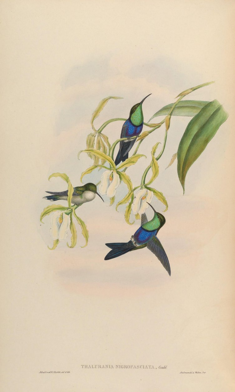 Thalurania nigrofasciata = Thalurania furcata nigrofasciata 作： ジョン・グールド