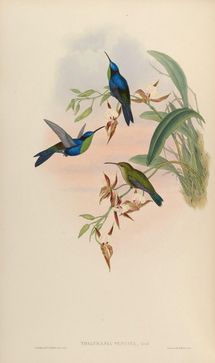 Thalurania venusta = Thalurania furcata venusta 作： ジョン・グールド