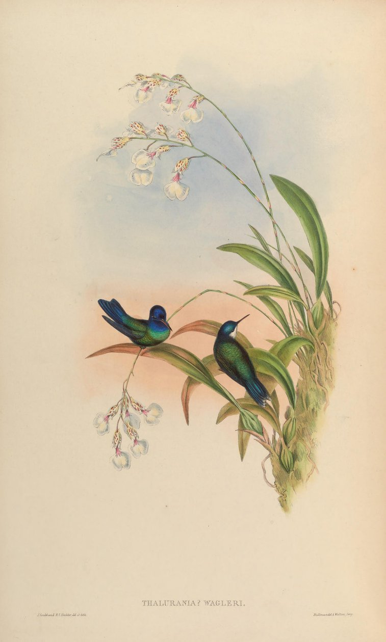 Thalurania wagleri = Cyanophaia bicolor 作： ジョン・グールド