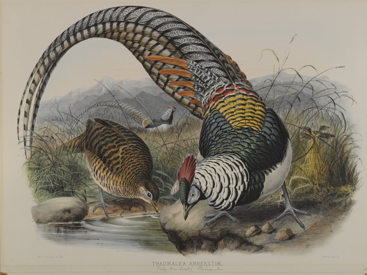 Thaumalea Amherstiae：Lady Amherts Pheasant 作： ジョン・グールド