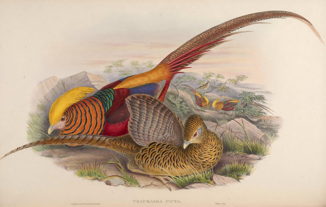Thaumalea picta = Chrysolophus pictus 作： ジョン・グールド