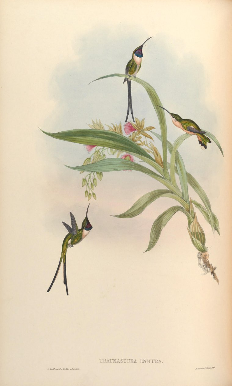 Thaumastura enicura = Doricha enicura 作： ジョン・グールド