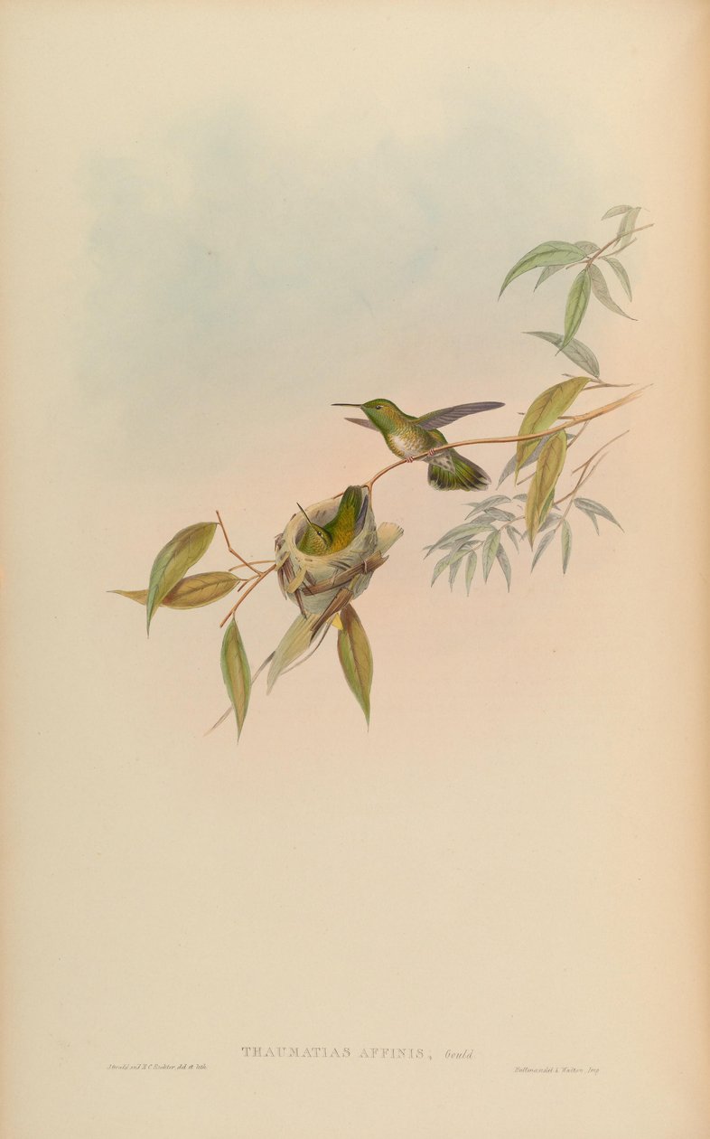 Thaumatias affinis = Amazilia versicolorgouldインデックス 作： ジョン・グールド