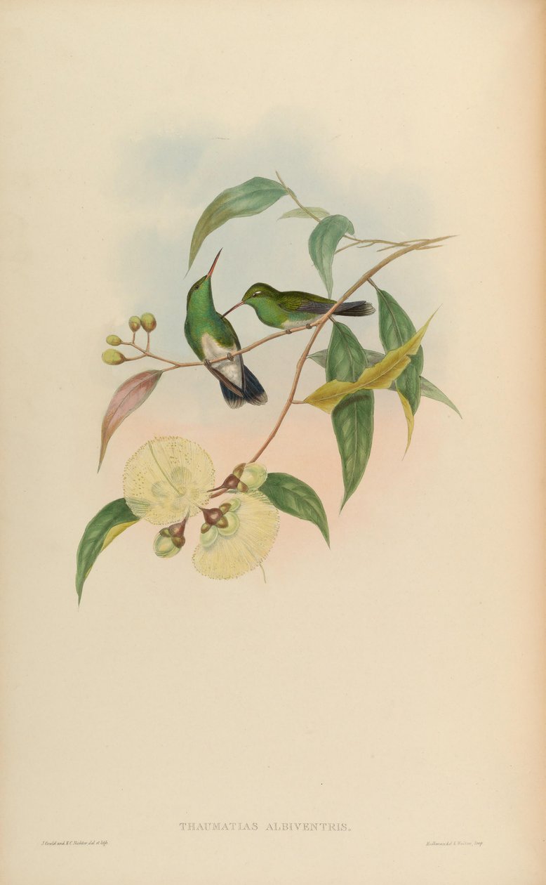 Thaumatias albiventris = Amazilia fimbriata tephrocephala 作： ジョン・グールド