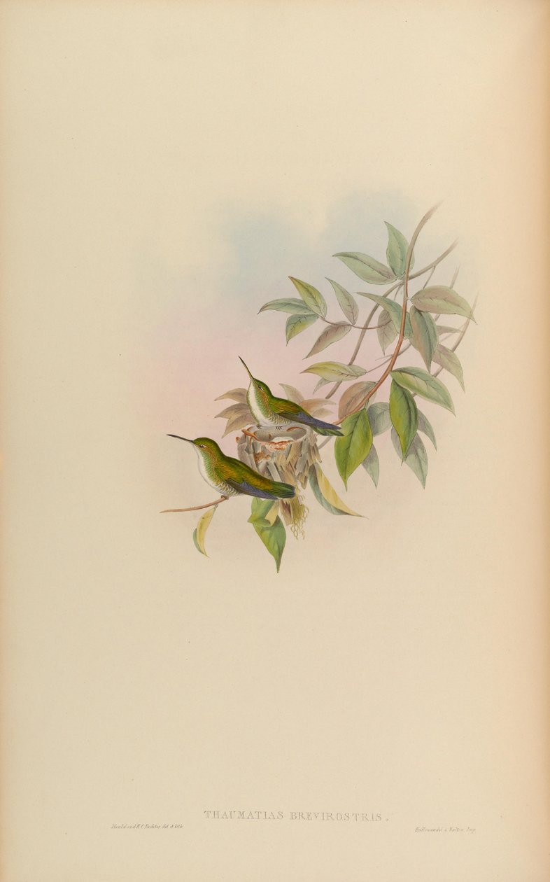 Thaumatias brevirostris = Amazilia brevirostris 作： ジョン・グールド