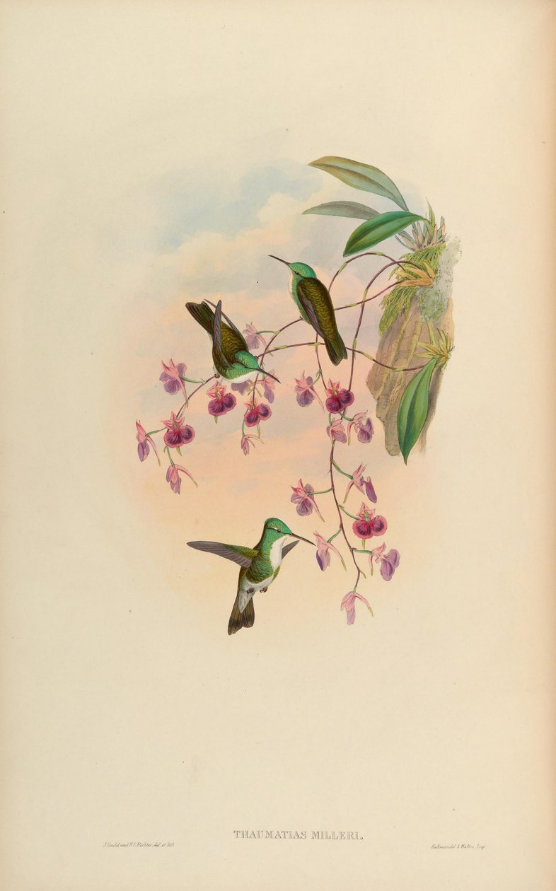 Thaumatias milleri = Amazilia versicolor millerii 作： ジョン・グールド