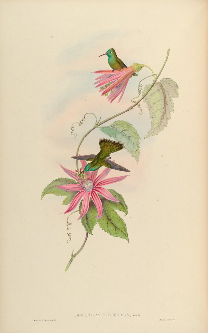 Thaumatias nitidifrons = Amaxilia motley nitidifrons 作： ジョン・グールド